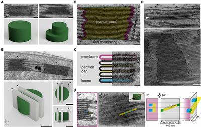 How to Measure Grana – Ultrastructural Features of Thylakoid Membranes of Plant Chloroplasts